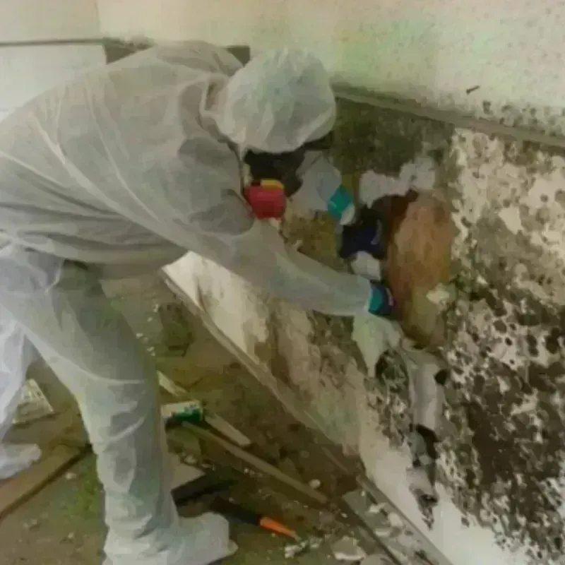 Mold Remediation and Removal in Union, SC